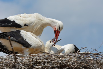 Störche - Fütterung