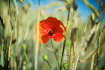 Obraz premium Klatschmohn in Sommerwiese, Hintergrund Mohnblume Bokeh