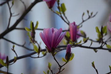 Obraz premium flower