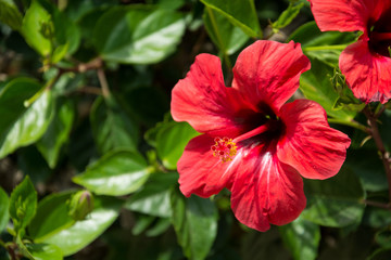 Red hibiscus flower on a green blurred background