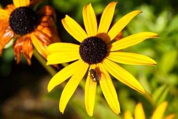 Lucilie soyeuse sur fleur de rudbeckia