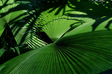 Obraz na płótnie Canvas Jungle plant tropical palm leaves, stripes from nature.