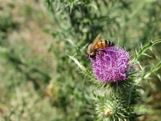 ape sul fiore