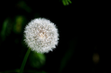 Dandelion