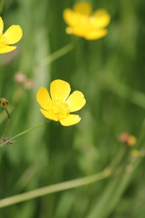 Waxy or bright yellow flower, the buttercup is known as a flower or a weed..   

