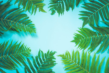 Fototapeta na wymiar Leaves of fern on pastel blue background. Top view, isolated with copy space. Summer.