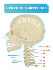 Cervical vertebrae vector illustration. Scheme with skull, C1 atlas, C2 axis, C3, C4, C5, C6 and C7 vertebra. Intervertebral disc and anterior tubercle diagram.