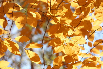 Yellow ash leaves.