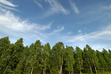 Obraz na płótnie Canvas Forest and blue sky.