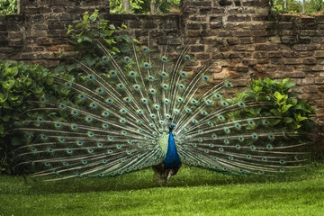 Obraz premium Pavone