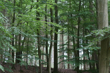 Erlen, Erlenwald, Alder Forest