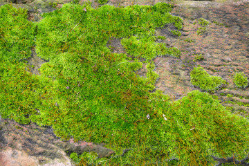 old brick covered with green moss, background
