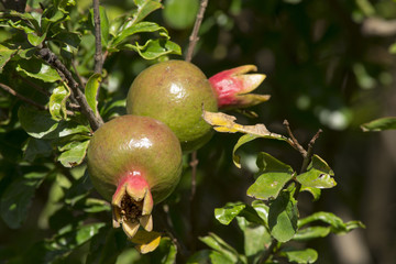 granada madurando en su árbol