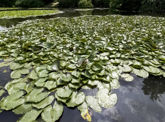 Water lilies (nymphaeaceae or lily pad) in Shefield Lake - Uckfield, United Kingdom