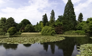 Water lilies (nymphaeaceae or lily pad) in Shefield Lake - Uckfield, United Kingdom