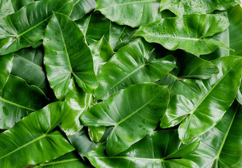Tropical green leaves background.