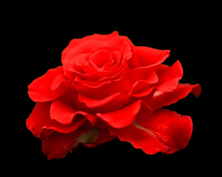 Red rose petals on the black isolated background with clipping path. Closeup. For design, texture, background, wallpaper. Nature.