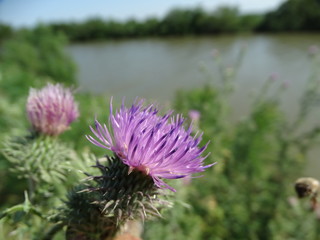 piante e fiori in campagna