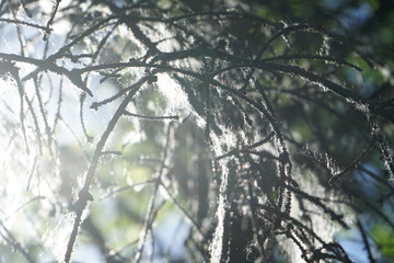 Poplar fluff on tree branches. closeup.