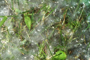 Allergy, poplar fluff.