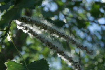 Poplar fluff on a tree branch.