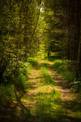 a sunny path in the forest