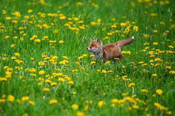 Jumping Red Fox, Vulpes vulpes, wildlife scene from Europe. Orange fur coat animal in the nature habitat.