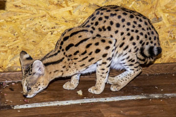 Adult male Serval