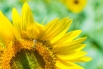 Bee on a sunflower.