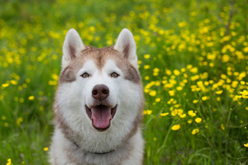 Portrait of lovely beige and white dog breed siberian husky with open mouth is in the buttercup field in summer.