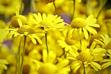 Leningradskaya oblast