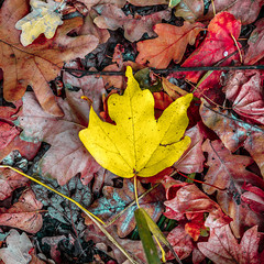 background of autumn colored leaves