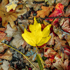 background of autumn colored leaves