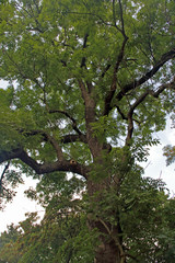alter Baum im Park