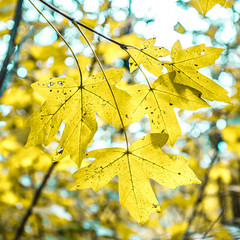 background of autumn colored leaves