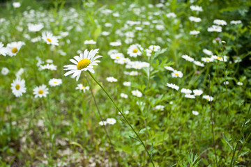 Wild White Daisies in a Natural Green Grassy Meadow in the Woods