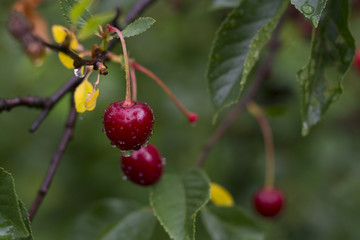 Juicy and ripe cherry berries hang on a tree after a rain