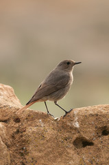 Black Redstart (Phoenicurus ochruros)
