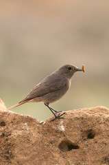 Black Redstart (Phoenicurus ochruros)