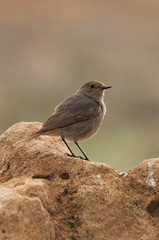 Black Redstart (Phoenicurus ochruros)