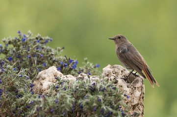 Black Redstart (Phoenicurus ochruros)
