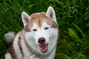 Portrait of smiley beige dog breed siberian husky with tonque hanging out sitting in the green grass