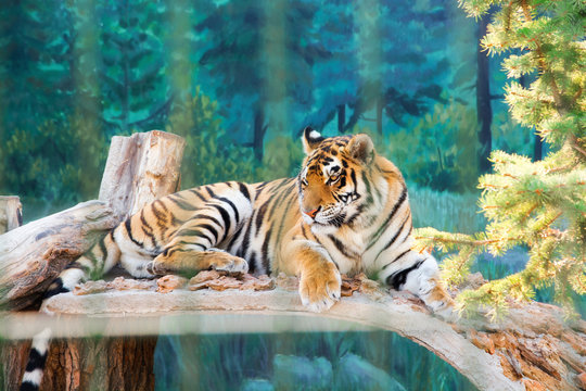 A beautiful tiger in the cage of the zoo. Predator. Wild animal.