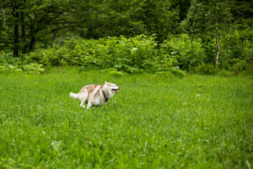 Naklejka na ściany i meble Image of funny dog breed Siberian husky running in the grass. Cute beige and white husky dog has fun in the field