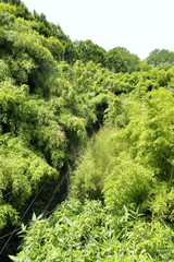 Obraz premium Bambouseraie.