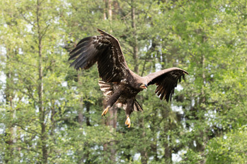 Sea eagle (Haliaeetus albicilla) Europe
