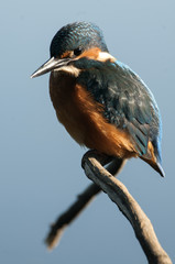 Kingfisher (Alcedo atthis) perched