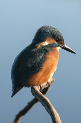 Kingfisher (Alcedo atthis) perched