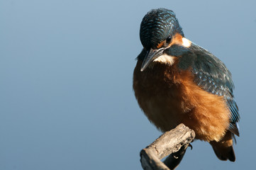Kingfisher (Alcedo atthis) perched