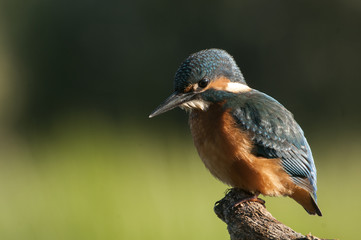 Kingfisher (Alcedo atthis) perched